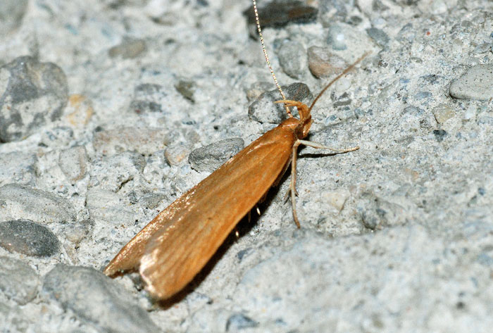 Gelechiidae 19